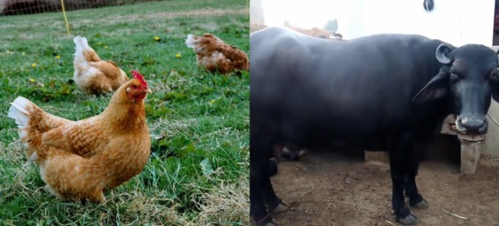 idea99hen_and_livestock.jpg