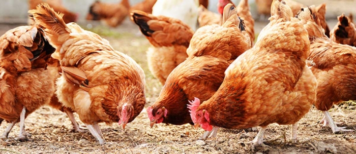 idea99hens.jpg