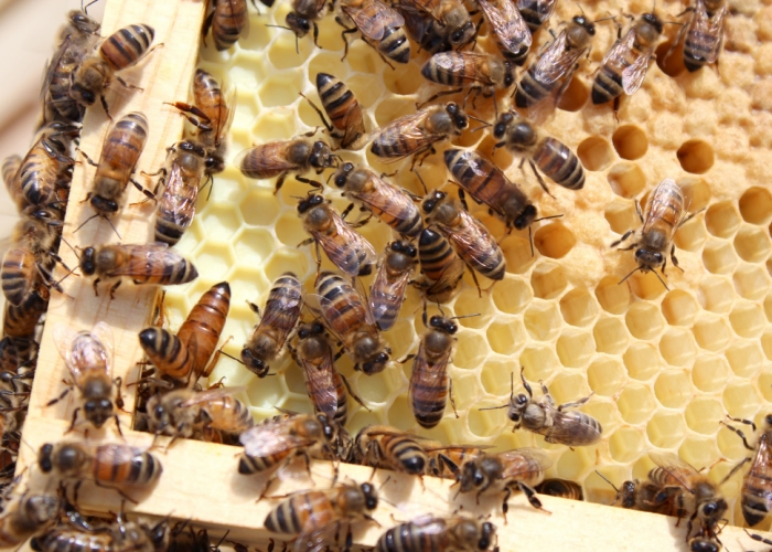 idea99hive.jpeg idea99hive.jpeg