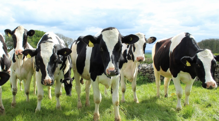 idea99holstein-cattle-2318436_1280.jpg idea99holstein-cattle-2318436_1280.jpg