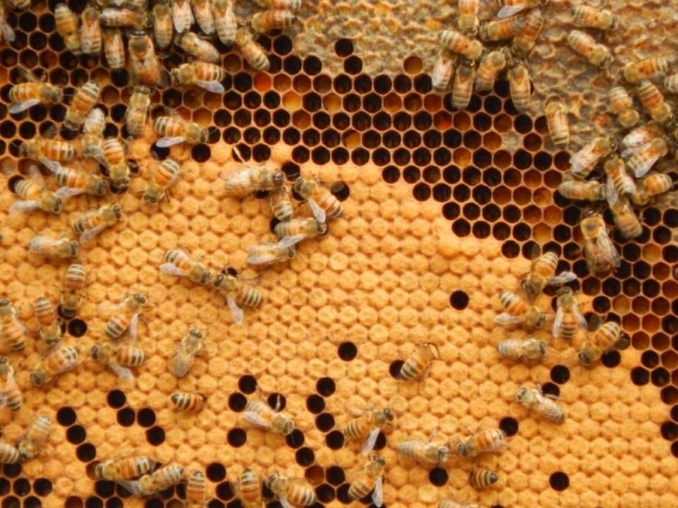 idea99honey_bee.jpg