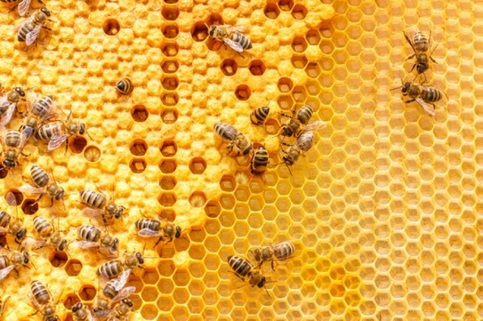 idea99honey_bee_advisory_hp.jpg