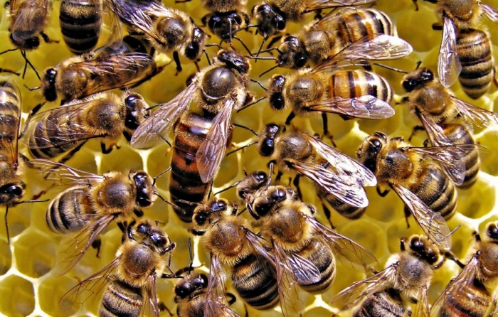 idea99honey_bee_april.jpg