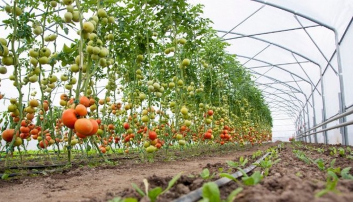 idea99horticulture.jpeg idea99horticulture.jpeg