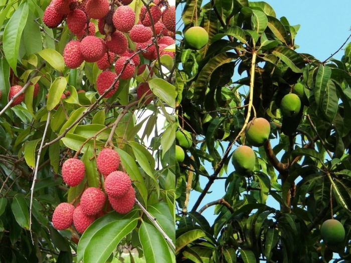 idea99horticulture_crops.jpg