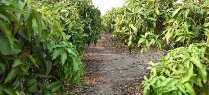 idea99horticulture_pau.jpg idea99horticulture_pau.jpg