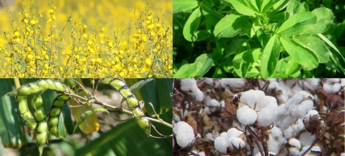 idea99icar_13th_may_crops.jpg