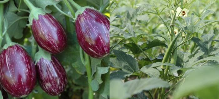 idea99icar_13th_may_veg.jpg