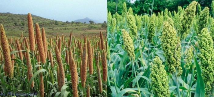 idea99icar_bajra_and_sorghum.jpg idea99icar_bajra_and_sorghum.jpg