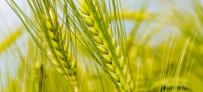 idea99idea99idea99wheat_crops.jpg idea99idea99idea99wheat_crops.jpg