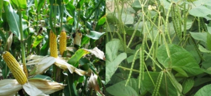 idea99idea99maize_and_moong.jpg