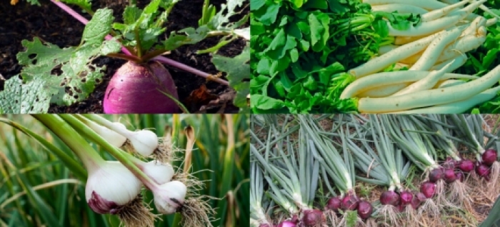 idea99idea99onion_turnip_garlic_radish_.jpg idea99idea99onion_turnip_garlic_radish_.jpg