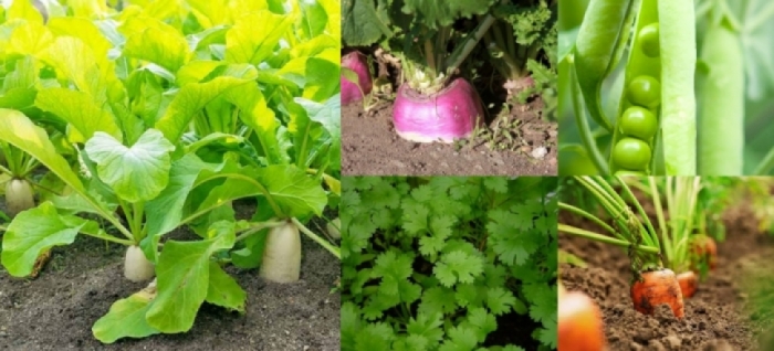 idea99idea99vegetables.jpg