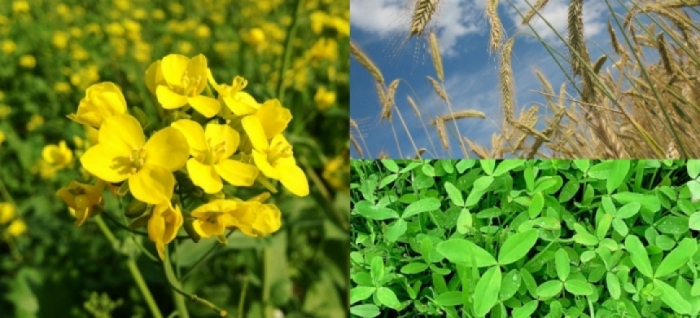 idea99idea99wheat_barseem_mustard.jpg idea99idea99wheat_barseem_mustard.jpg