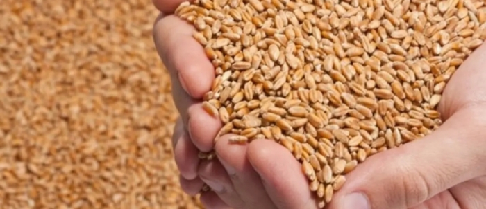 idea99idea99wheat_varieties.jpg