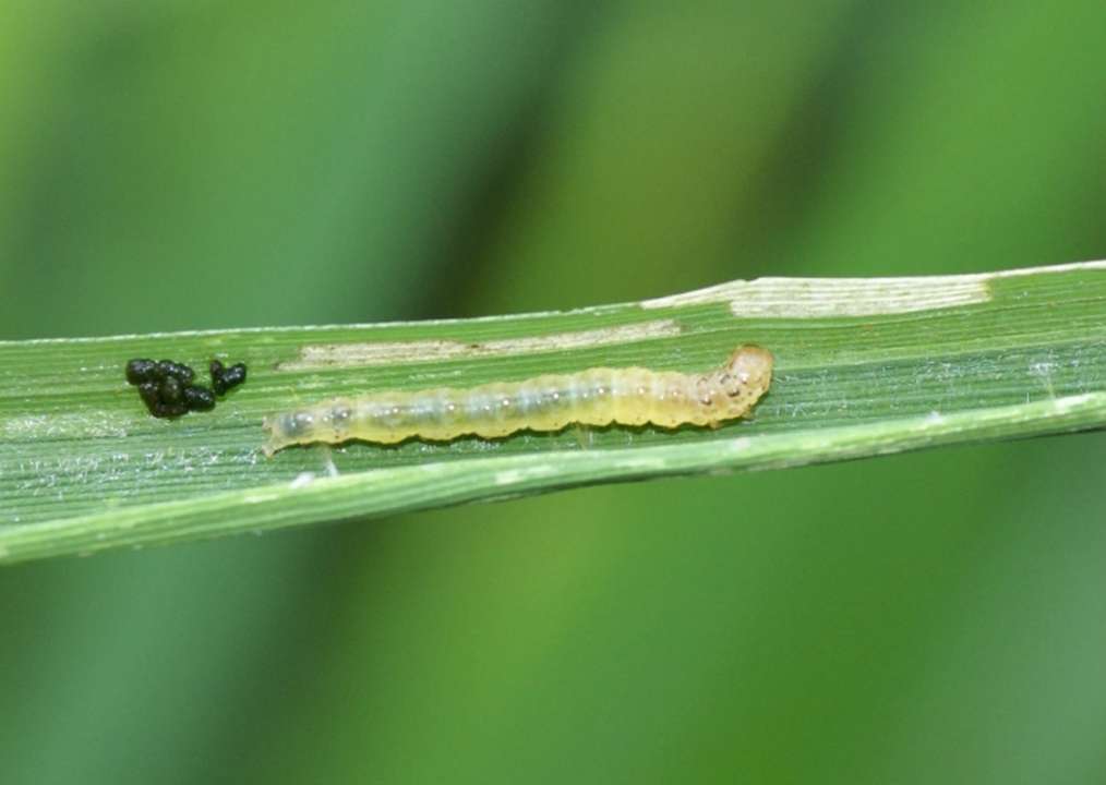 idea99insect.jpg