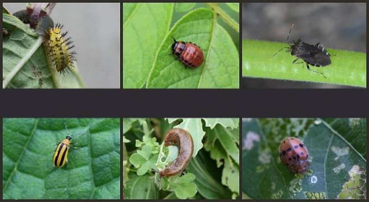 idea99insects.jpg