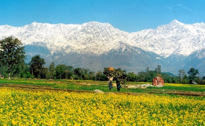idea99kangra_dist.jpg