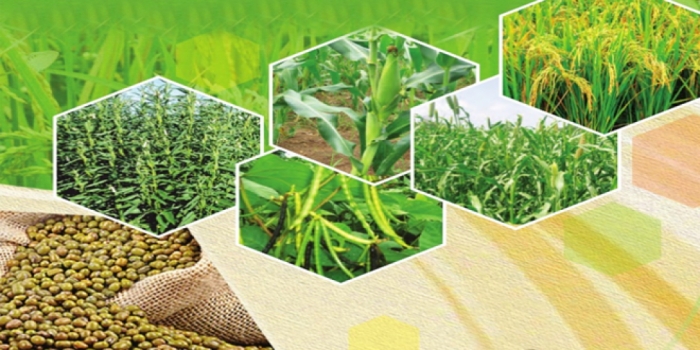 idea99kharif_crops-ak.jpg