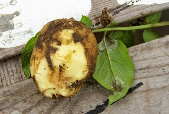 idea99late_blight_in_potato.jpg