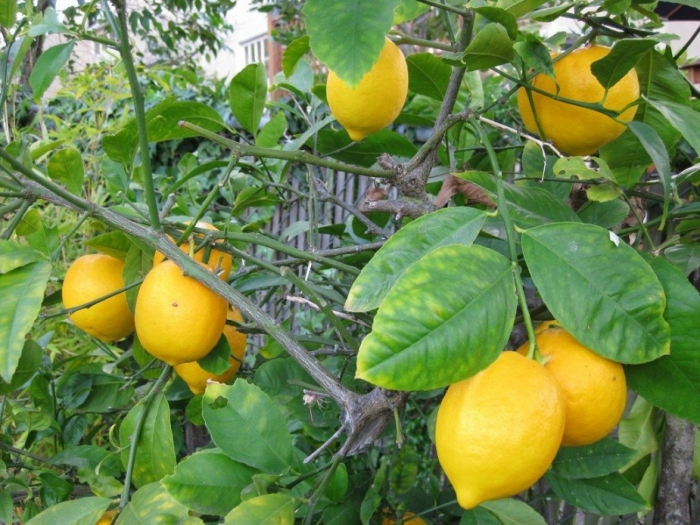 idea99lemon_advisory_up.jpg idea99lemon_advisory_up.jpg