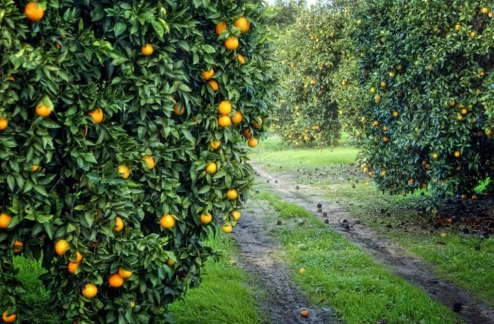 idea99lemon_orchards.jpg idea99lemon_orchards.jpg