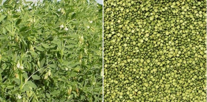 idea99lentil.jpg