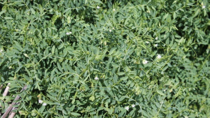 idea99lentil_crop.jpg
