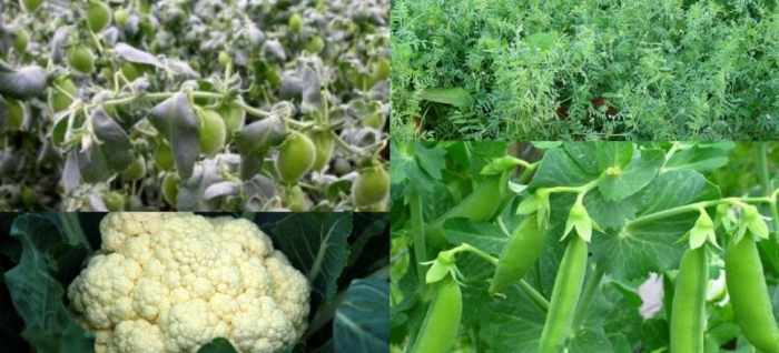 idea99lentil_gram_cauliflower_vegetable_pea.jpg