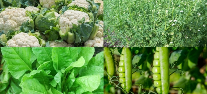 idea99lentil_spinach_cauliflower_pea.jpg idea99lentil_spinach_cauliflower_pea.jpg