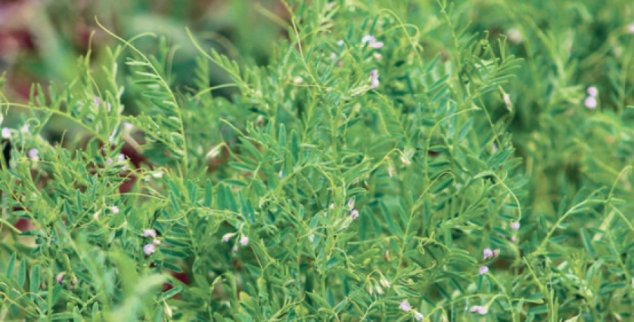idea99lentil_uttarpardesh.jpg idea99lentil_uttarpardesh.jpg