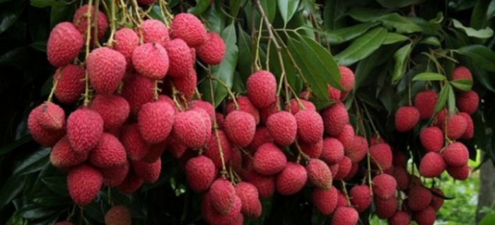 idea99litchi_bihar_09th_june.jpg idea99litchi_bihar_09th_june.jpg