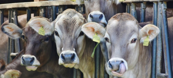 idea99livestock_07oct.jpg