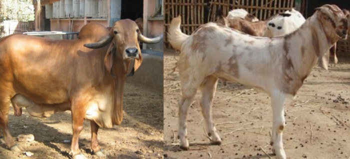idea99livestock_27th_jan_arunachal_pradesh.jpg idea99livestock_27th_jan_arunachal_pradesh.jpg