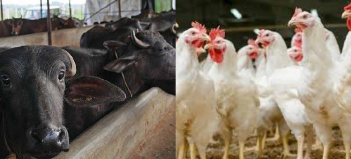 idea99livestock_28th_jan_nanital.jpg idea99livestock_28th_jan_nanital.jpg
