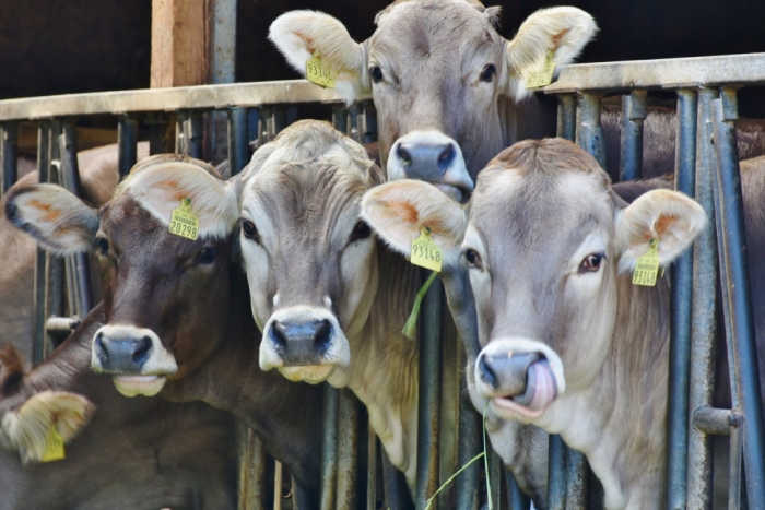 idea99livestock_indian.jpeg