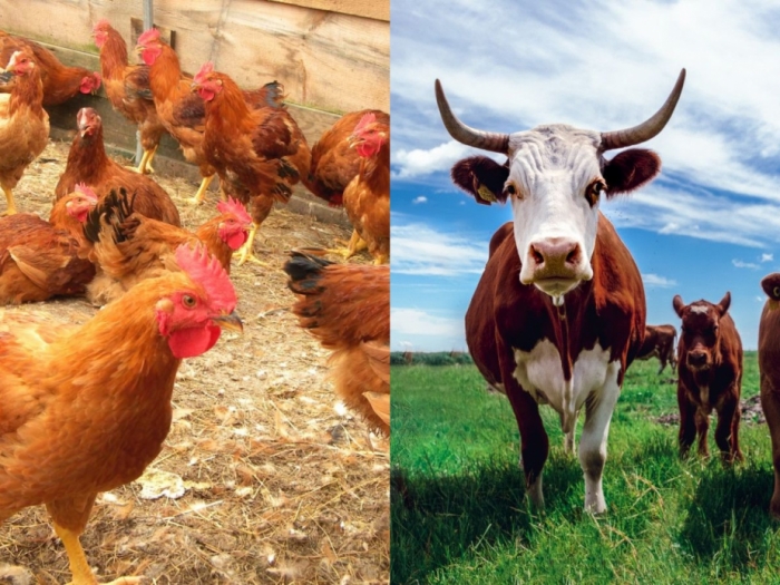 idea99livestock_pau_.jpg