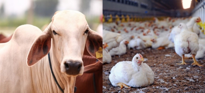 idea99livestock_poultry_bihar.jpg