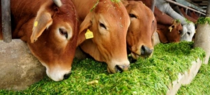 idea99livestock_rk.jpg