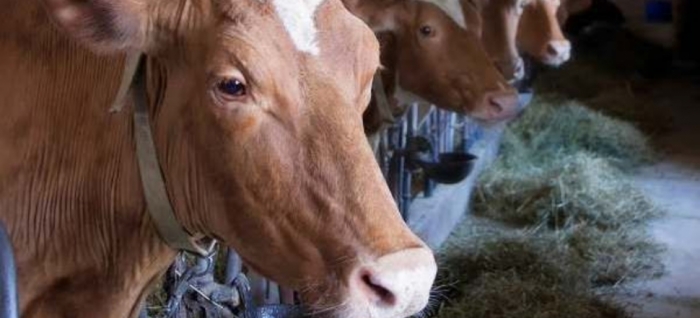 idea99livestock_solan.jpg