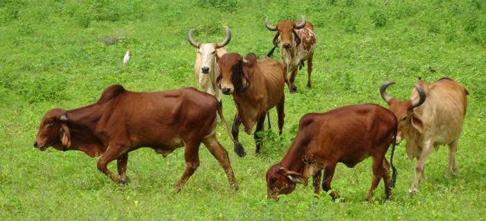 idea99livestock_solan_07th_sep.jpg