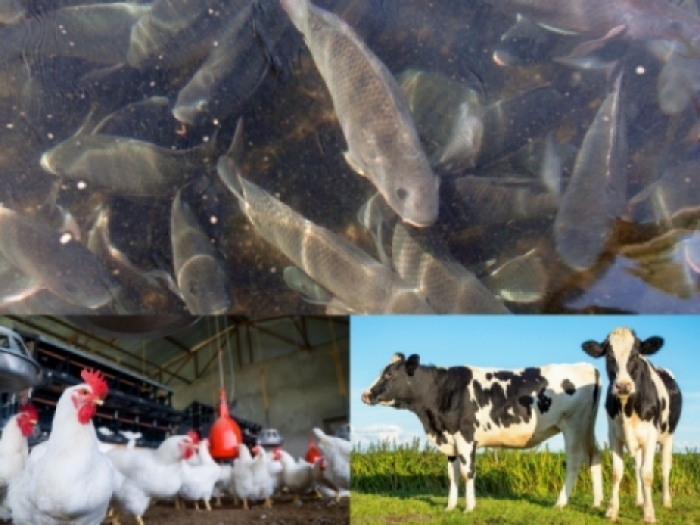 idea99livestock_una_.jpg