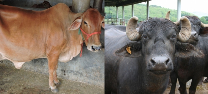 idea99livestock_uttarkhand.jpg idea99livestock_uttarkhand.jpg