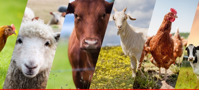 idea99livestockkkkk.jpg idea99livestockkkkk.jpg