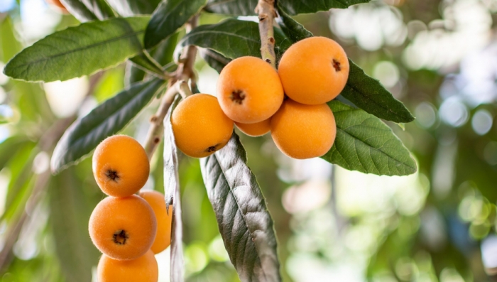 idea99loquat.jpg