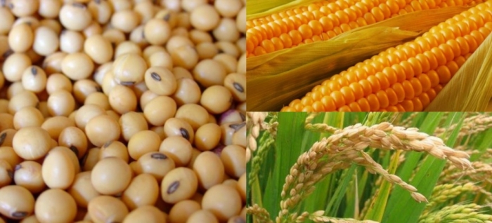 idea99maize,_rice_and_soyeabean_15th_june.jpg idea99maize,_rice_and_soyeabean_15th_june.jpg