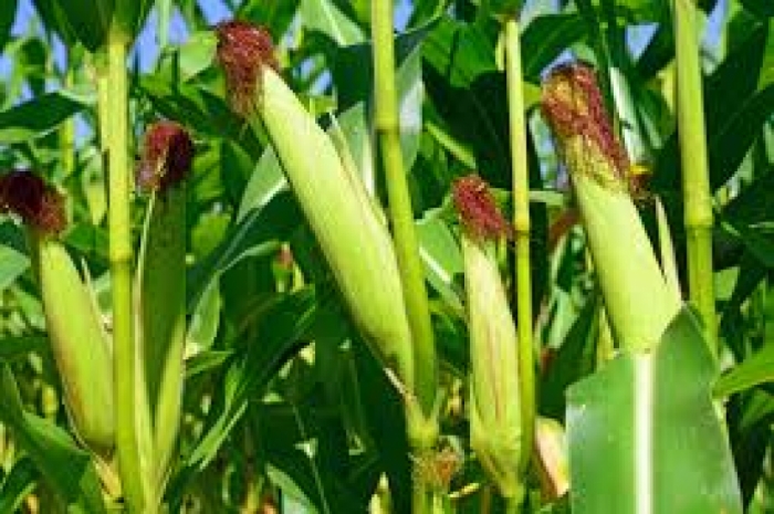 idea99maize-ak.jpg