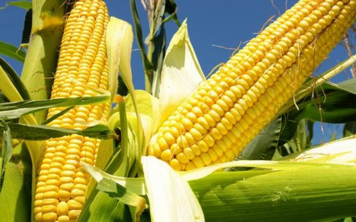 idea99maize.jpeg