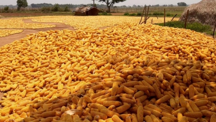 idea99maize.jpg