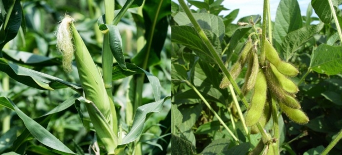 idea99maize__udaipur_11th_sep.jpg idea99maize__udaipur_11th_sep.jpg